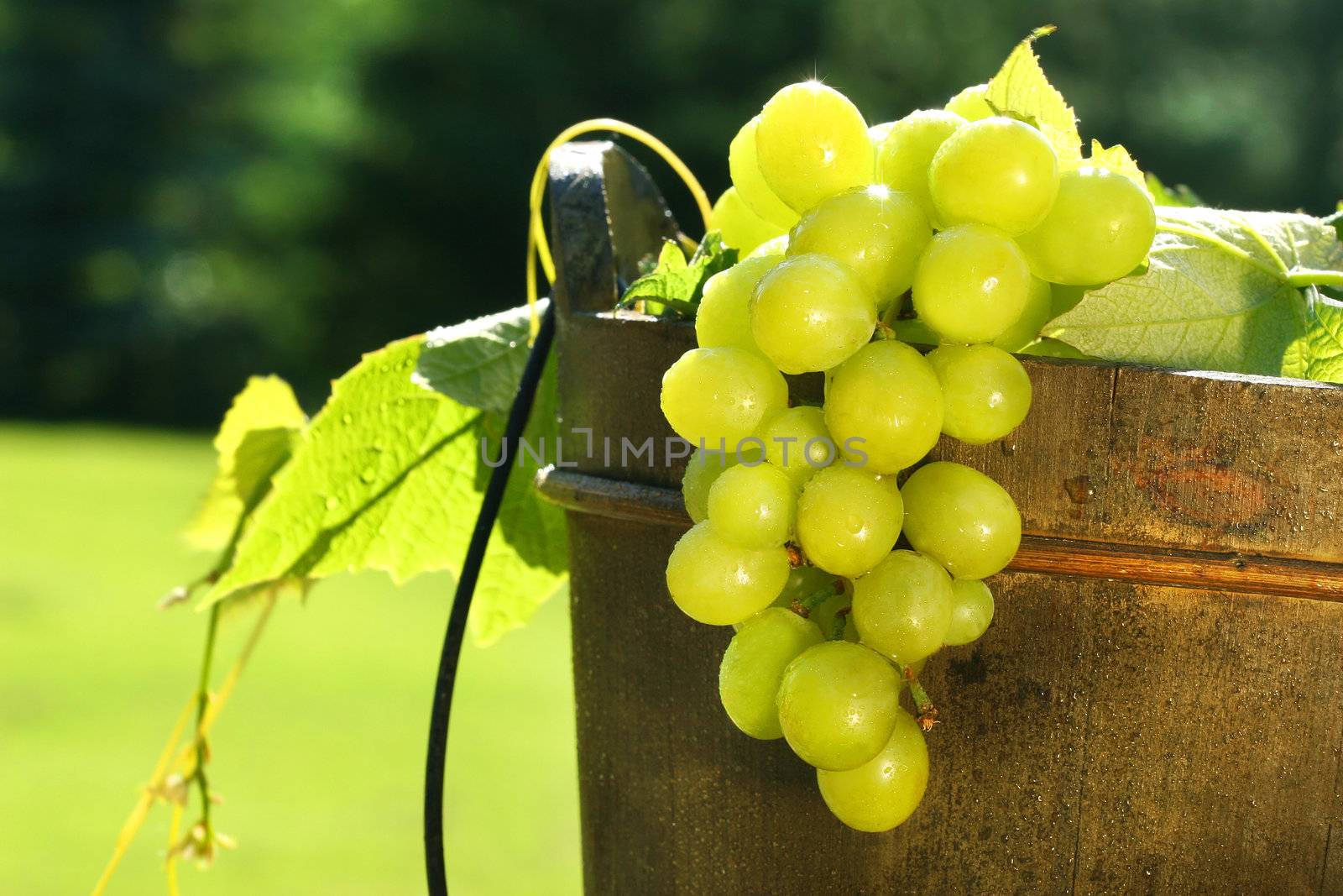 Green grapes in a wine bucket