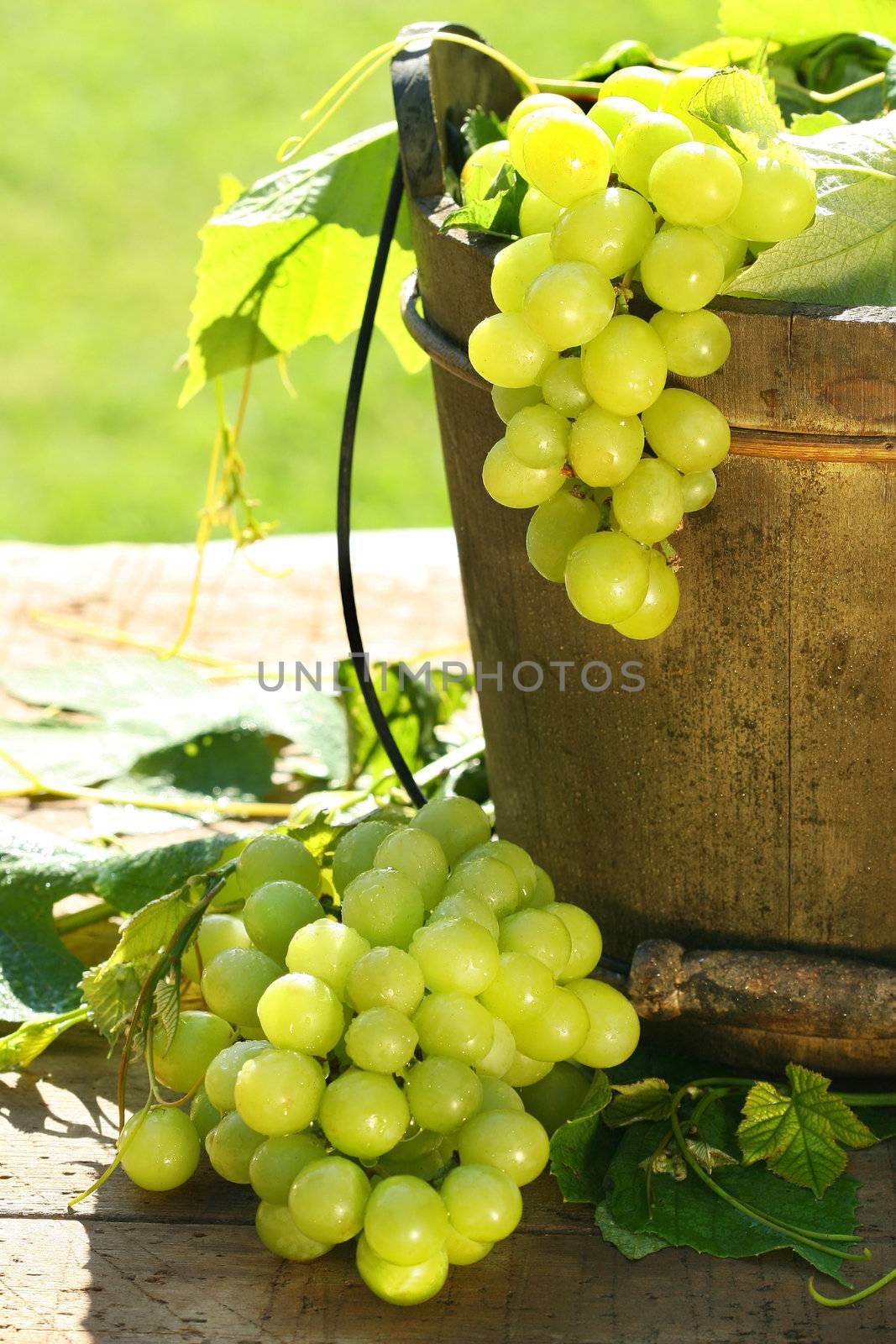 Green grapes and leaves in an old bucket