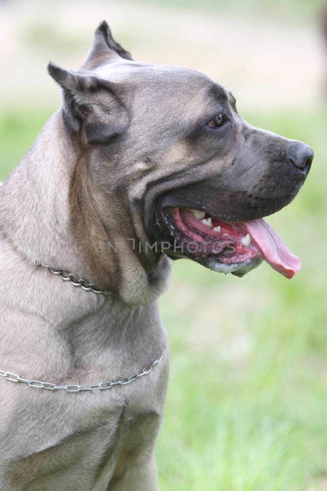 Light blue American Staffordshire Terrier