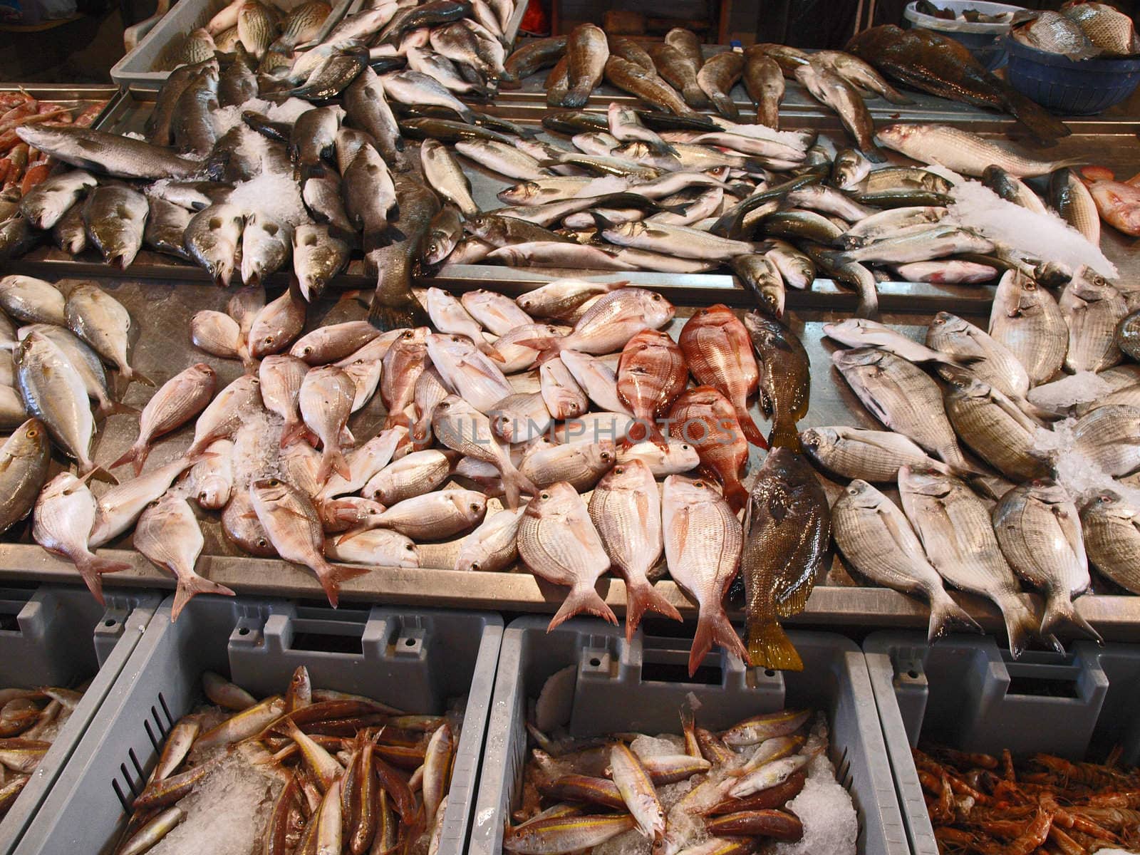 Display of fresh fish in the market stand     