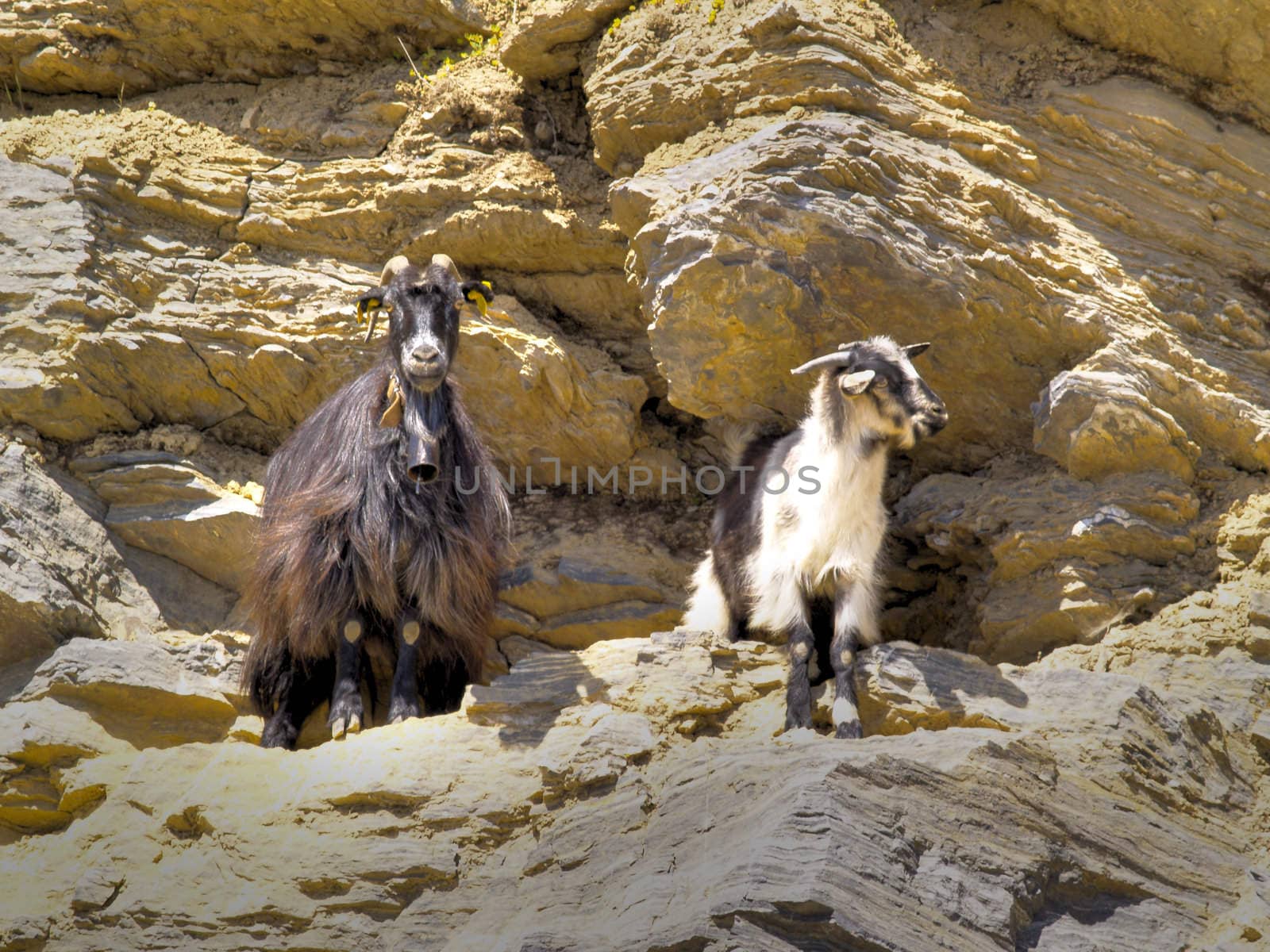 greek goats by derausdo