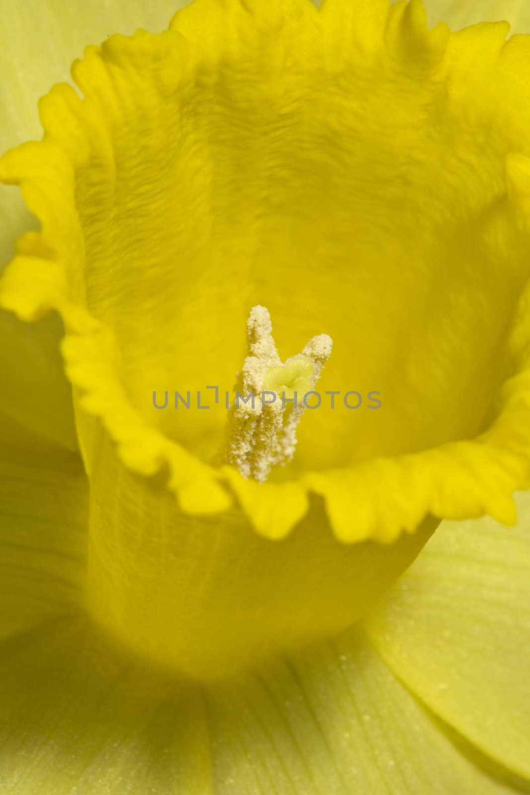 A close up view of a daffodil.