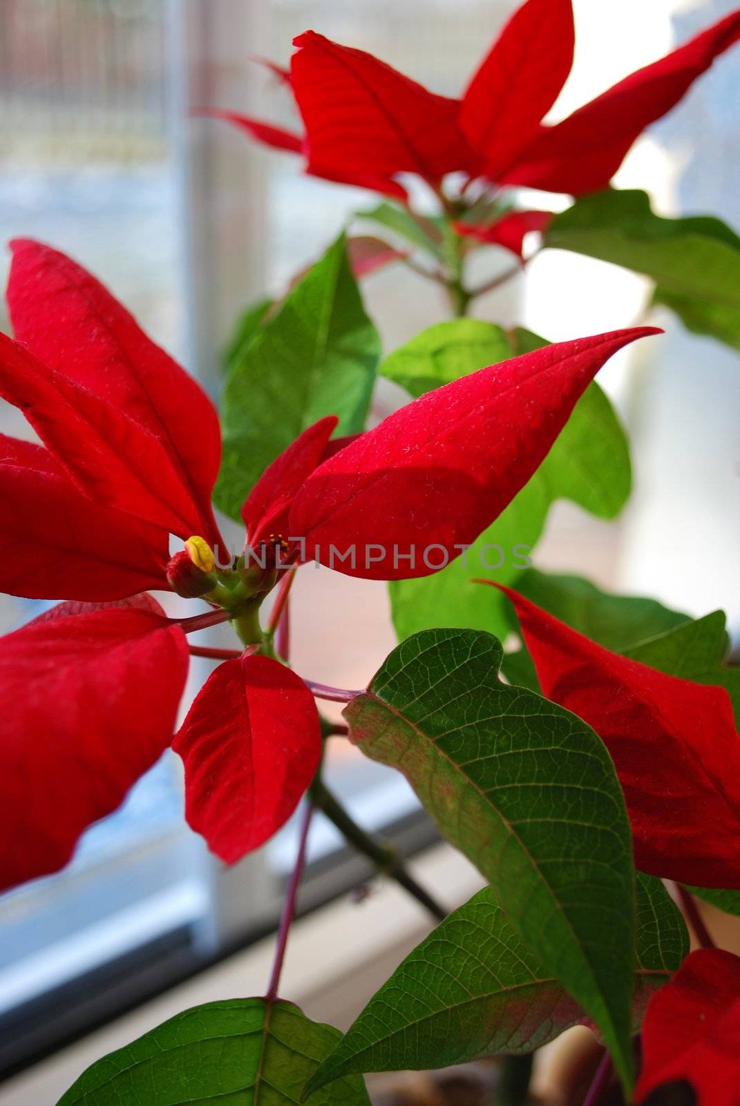 picture of  a christmas plant