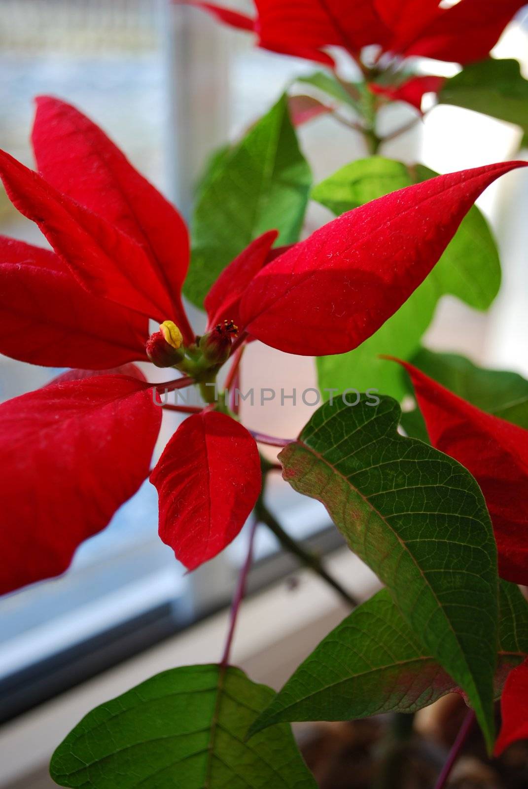 picture of a christmas plant