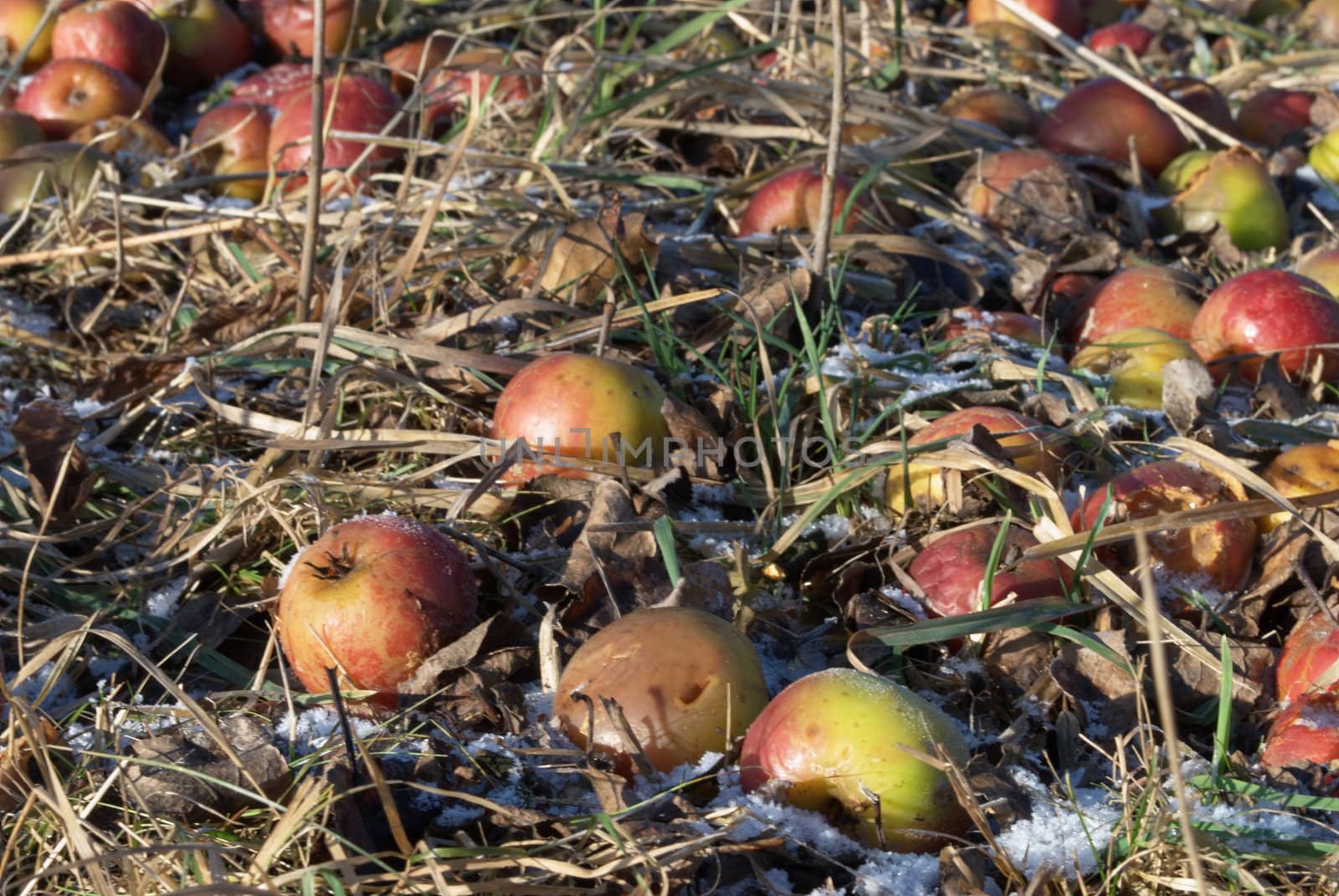 picture of frozen apples