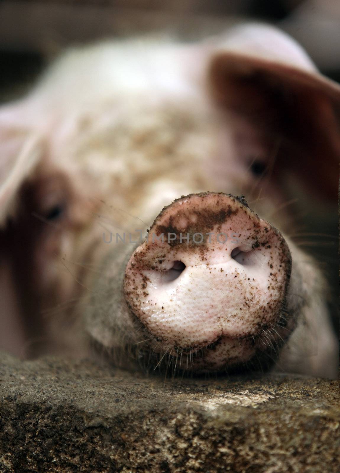 Dirty the pig in a shelter close-up