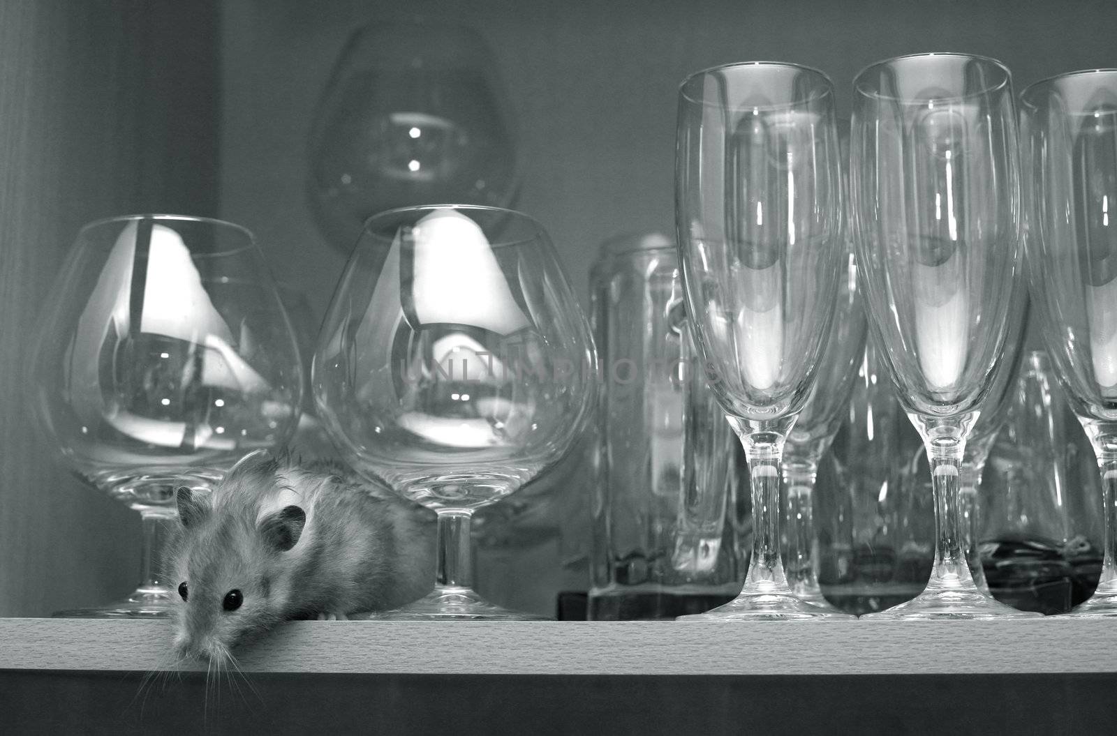 Hamster in a shelf with glasses. Reflection in glasses is similar to Christmas village with lights