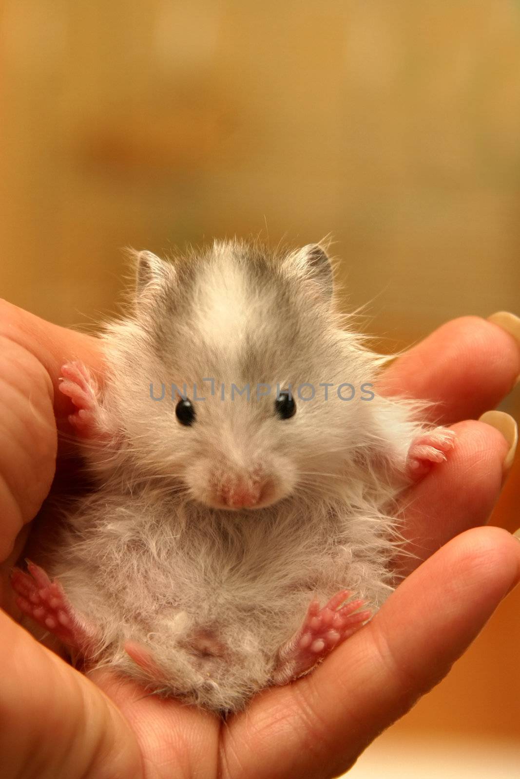 Small hamster in a female hand