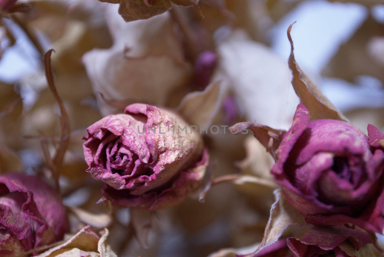 picture of a dried roses bouquet
