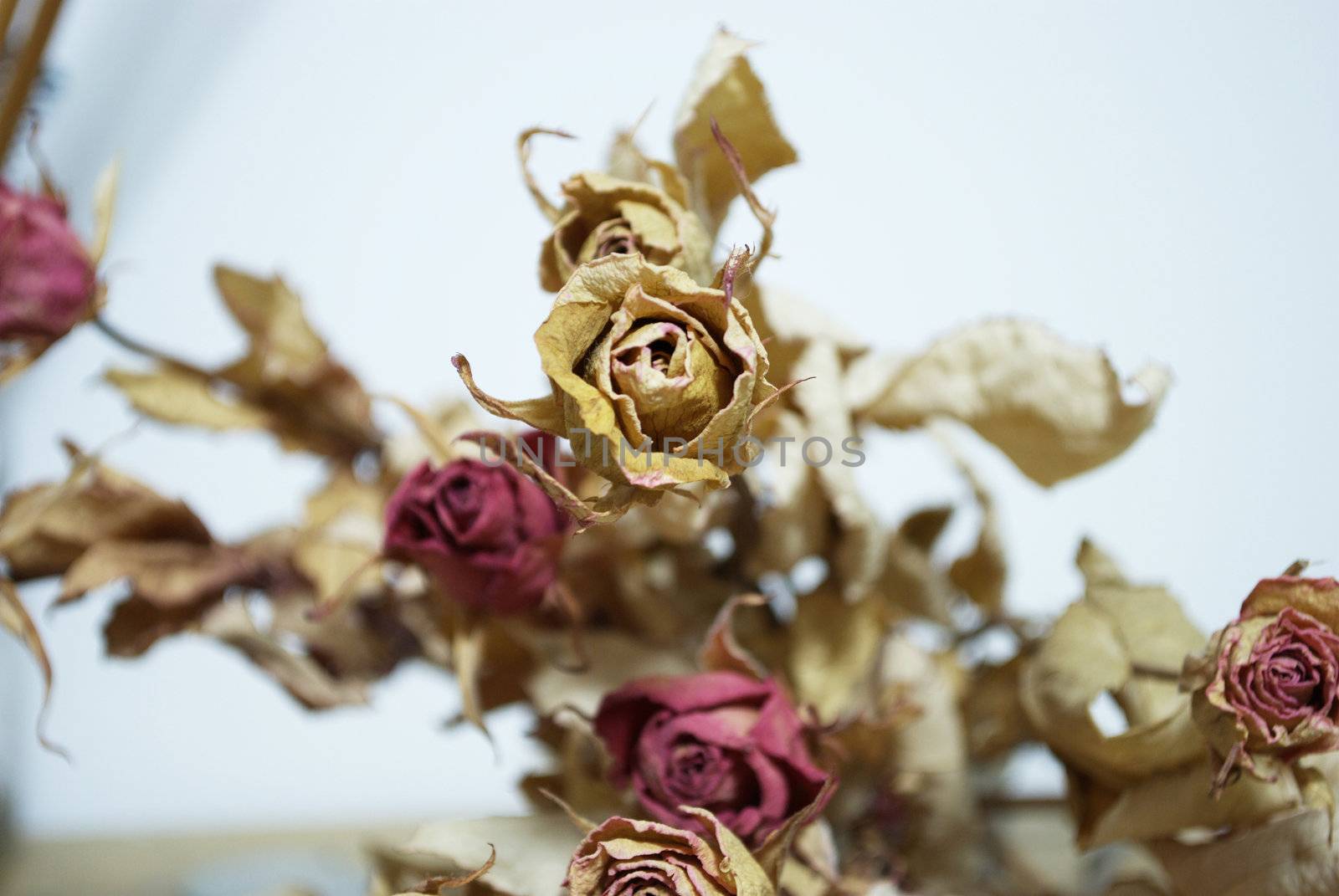 picture of a bouquet of  dried roses