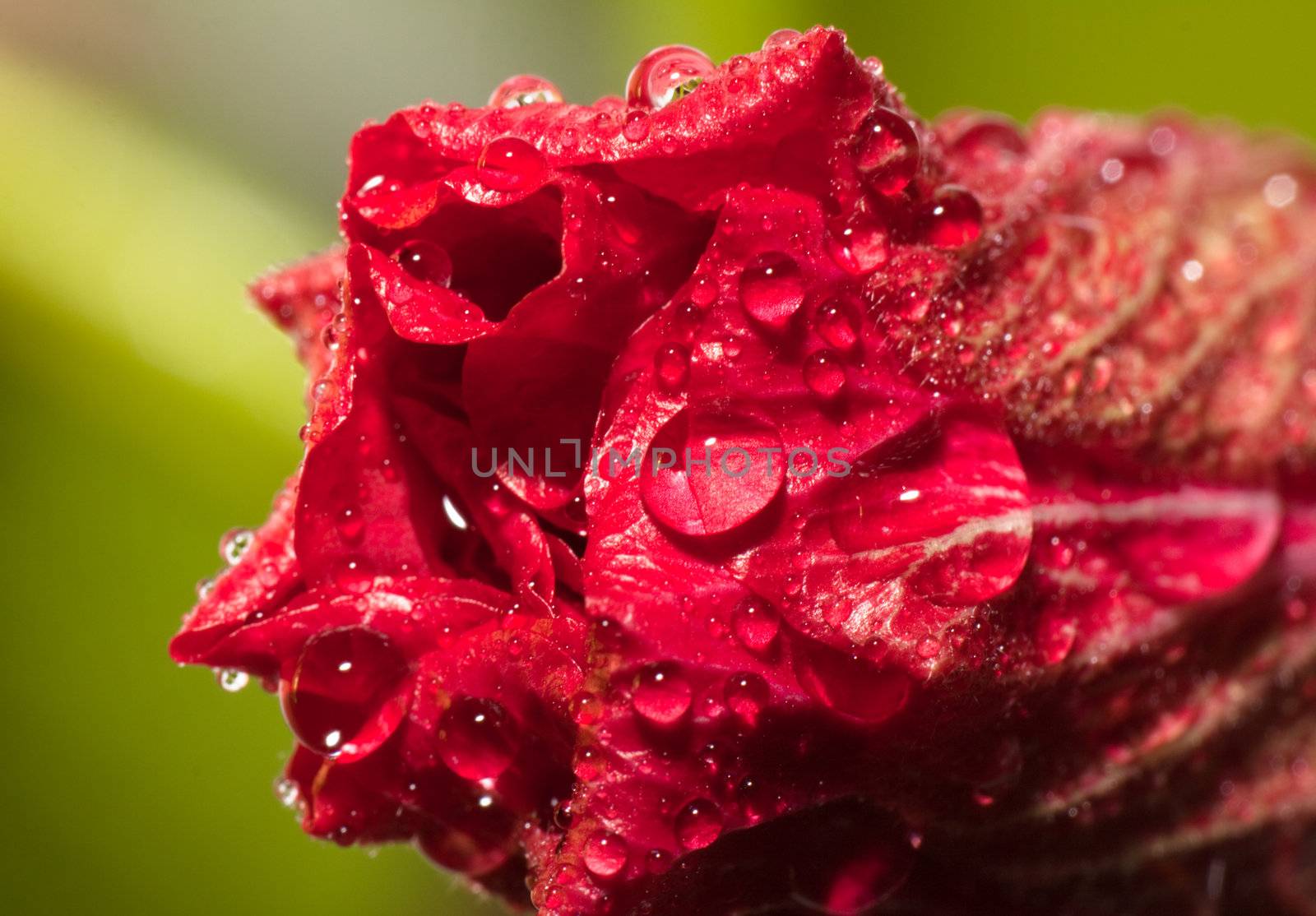 Hibiscus flower after rain