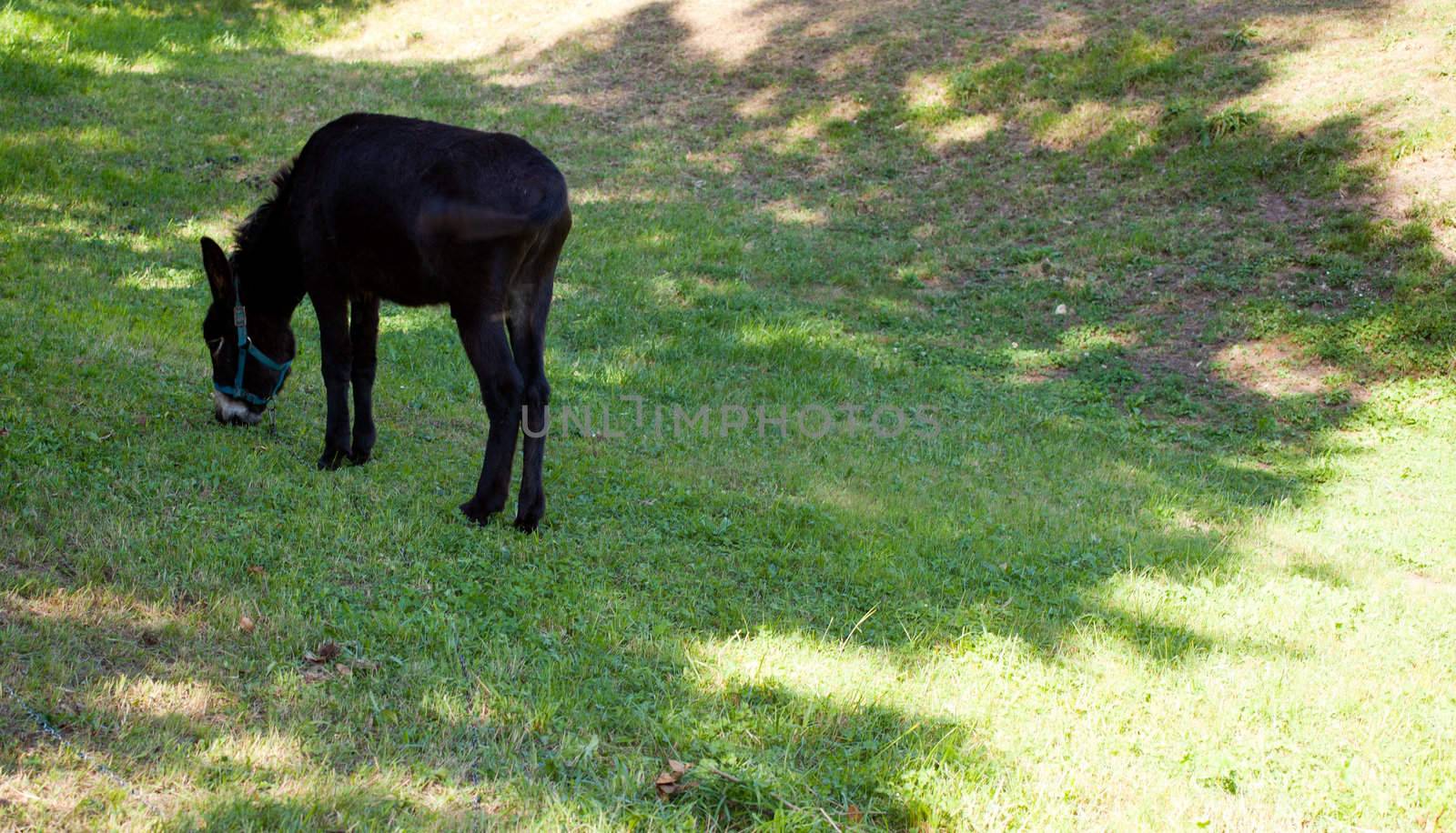 Donkey grazing in the garden