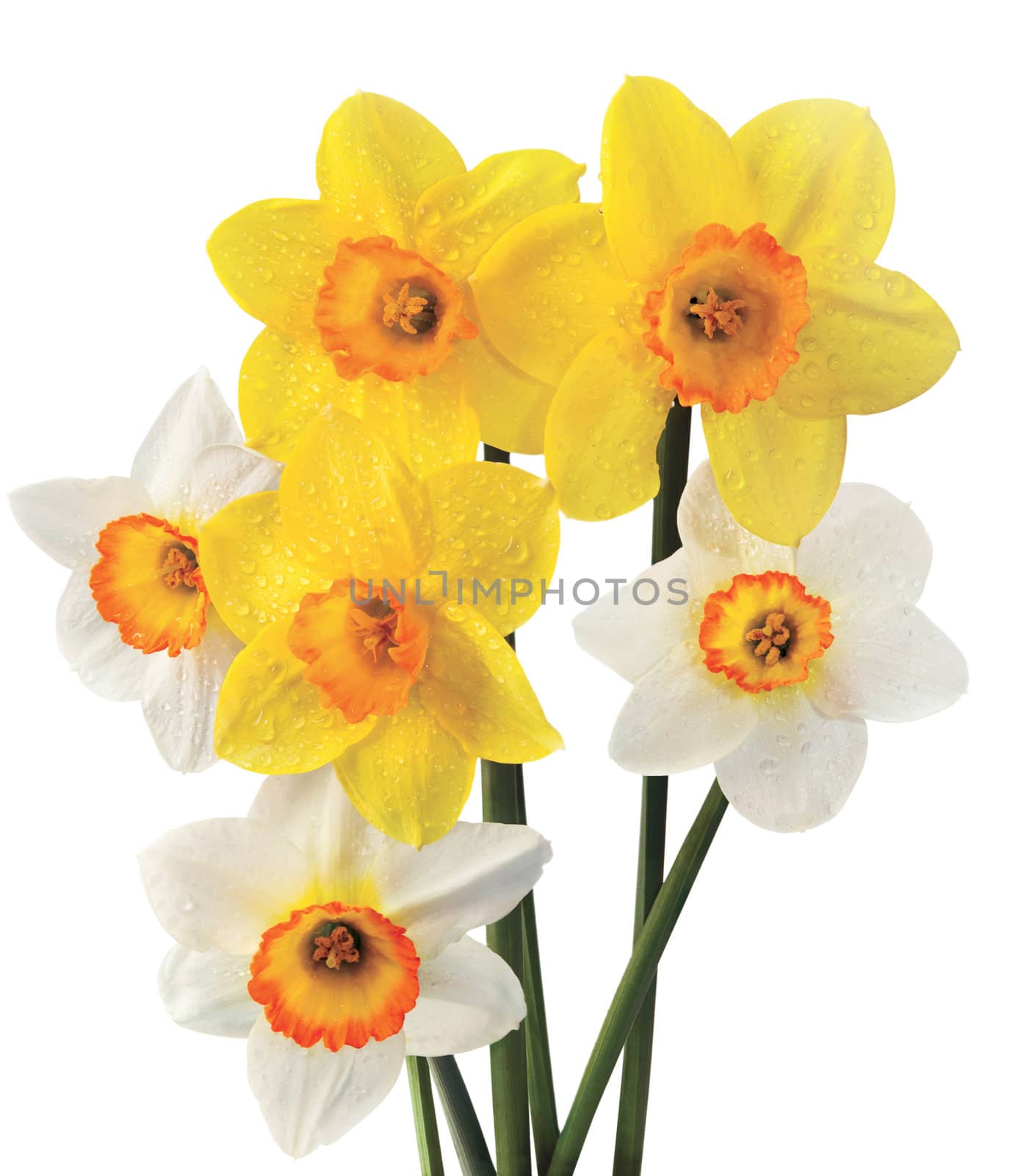 Yellow and white narcissuses on a white background