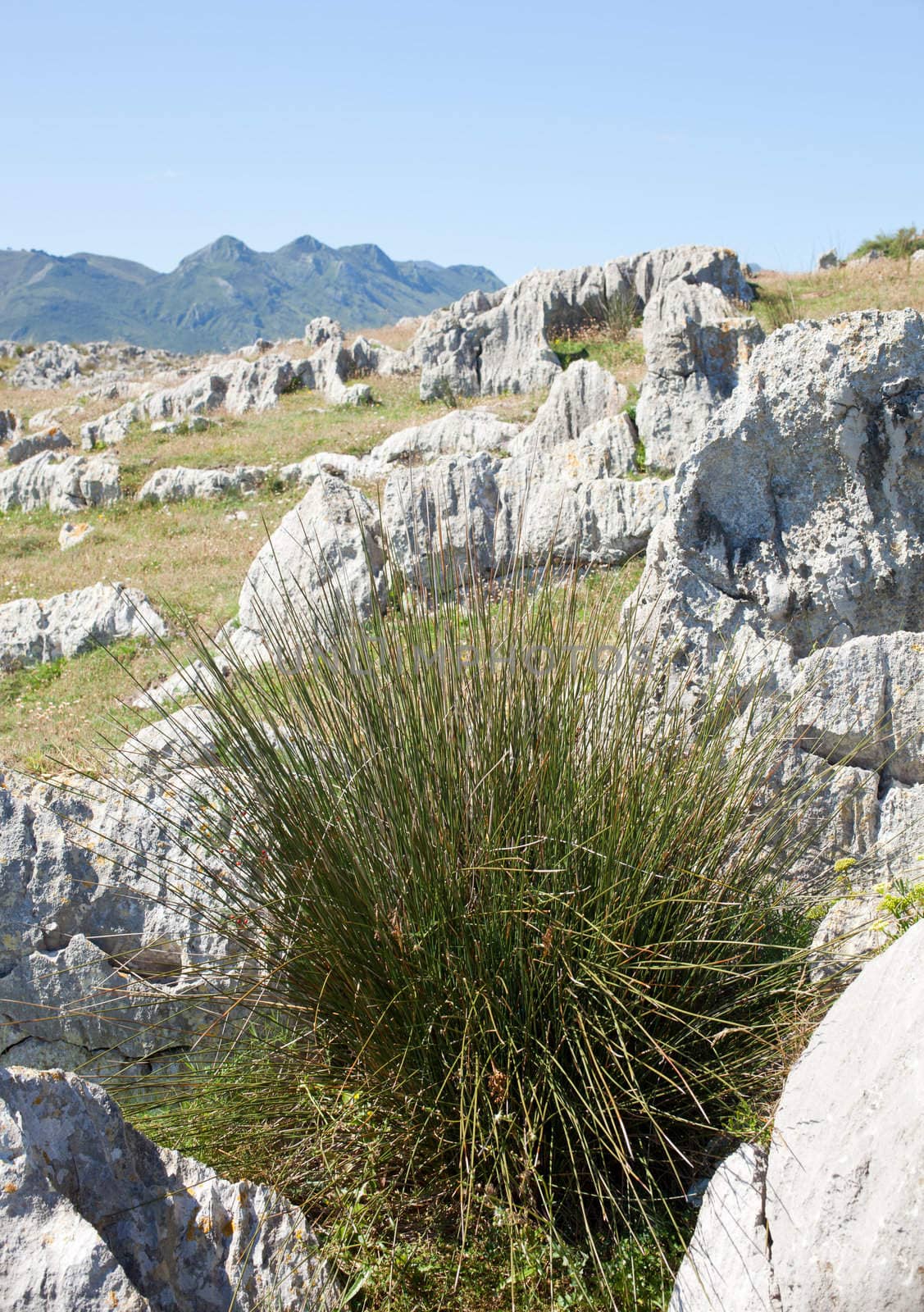 Bushes on the prairie, Nueva de Llanes. Asturias - Spain