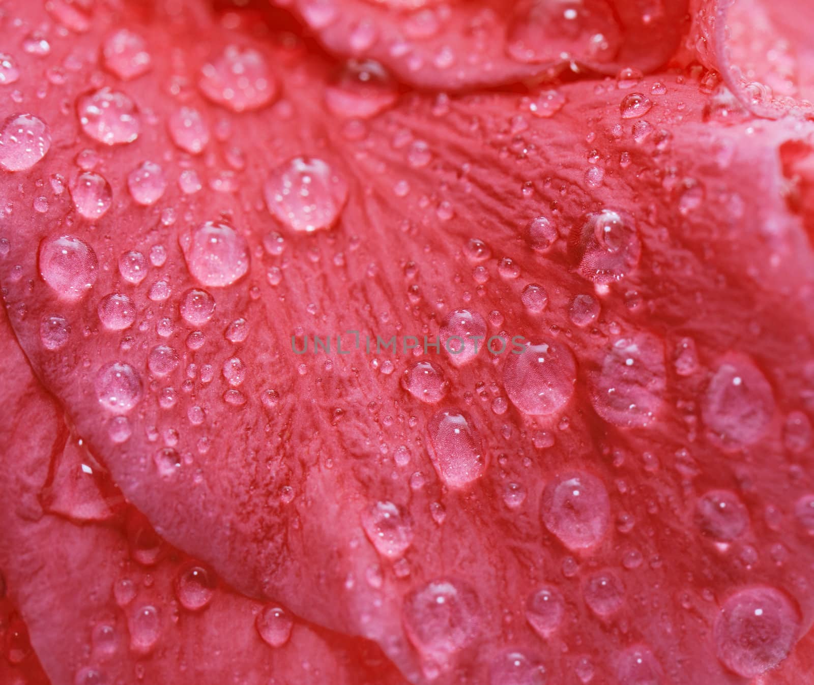 Water drops on the hibiscus petals