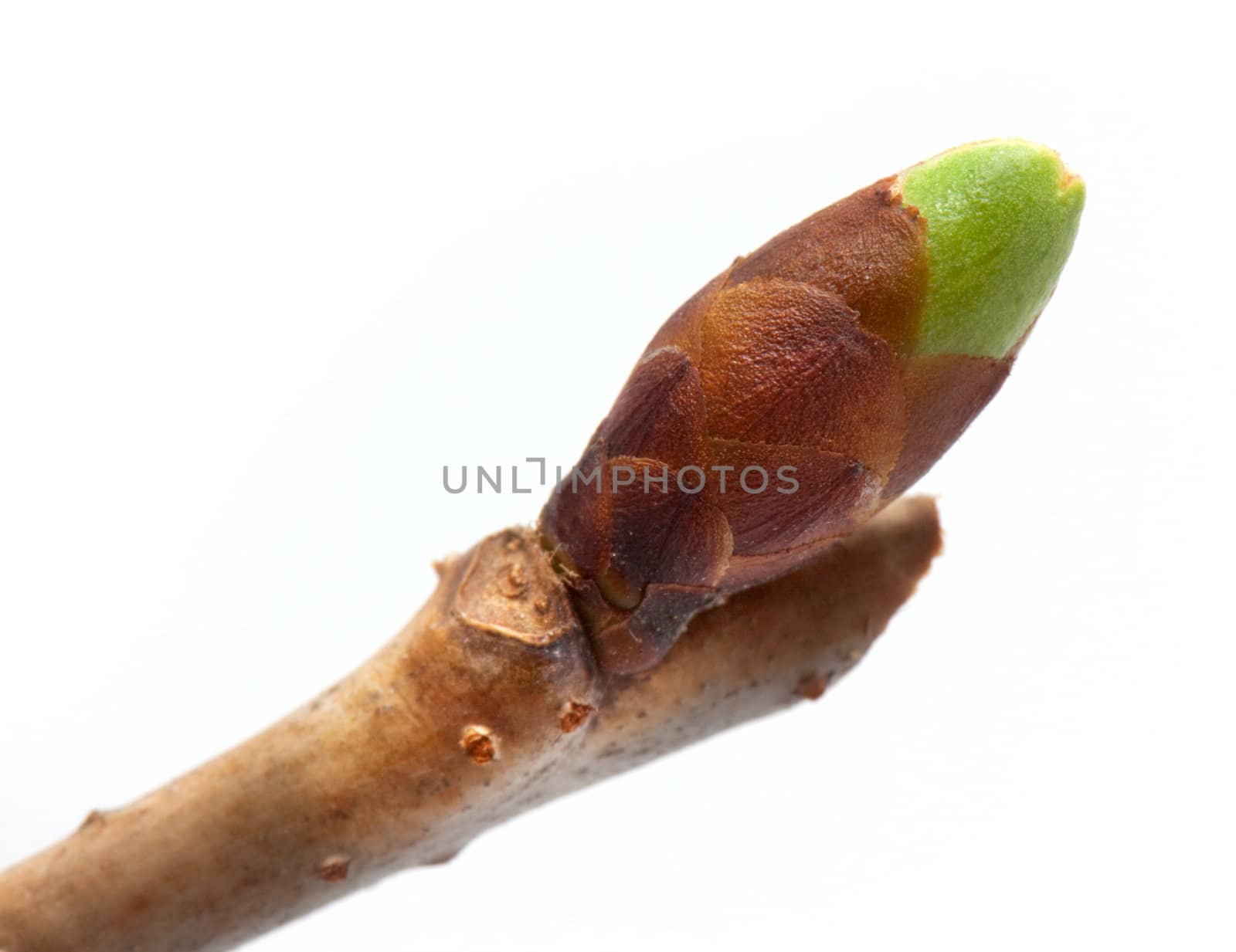 Cherry bud isolated on white background