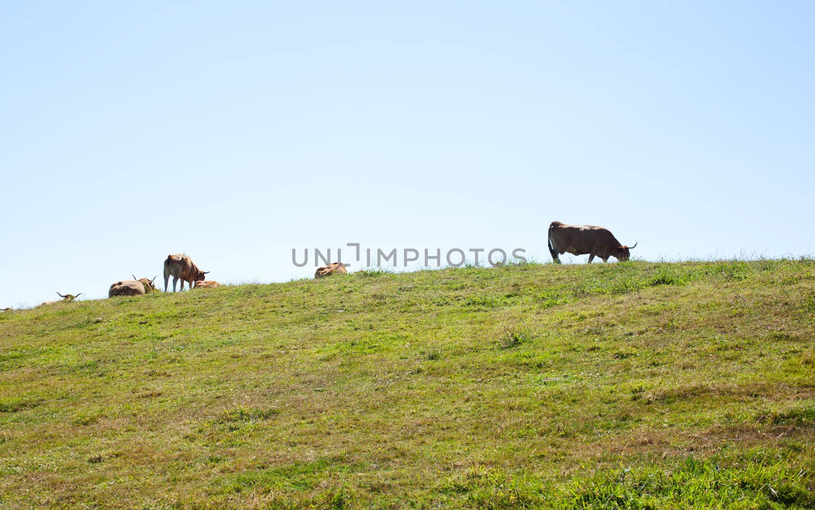 Herd of cows grazing next to sea
