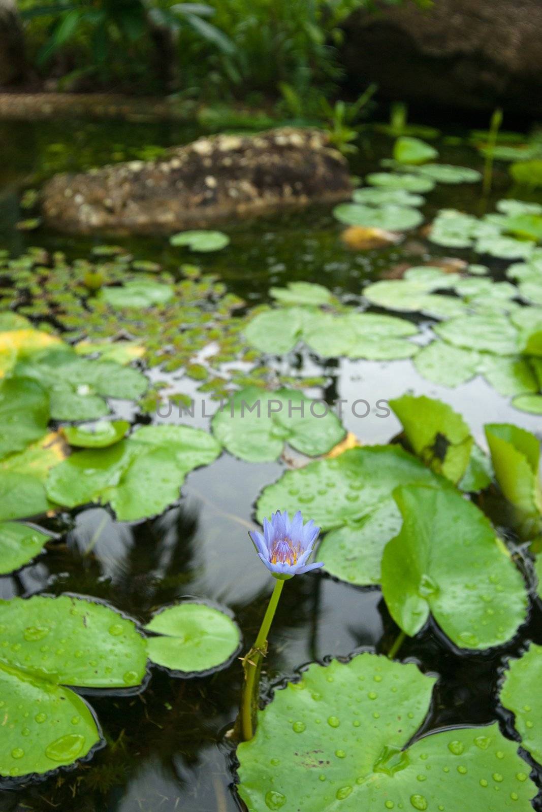 water lily in pond by clearviewstock