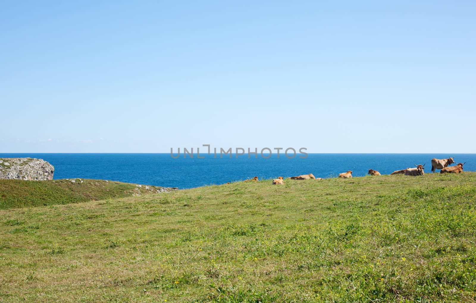 Herd of cows grazing next to sea