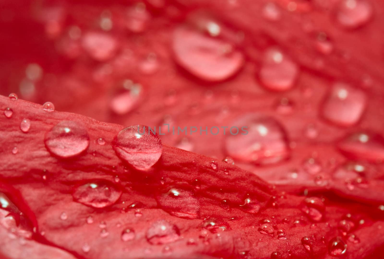 Water drops on the hibiscus petals