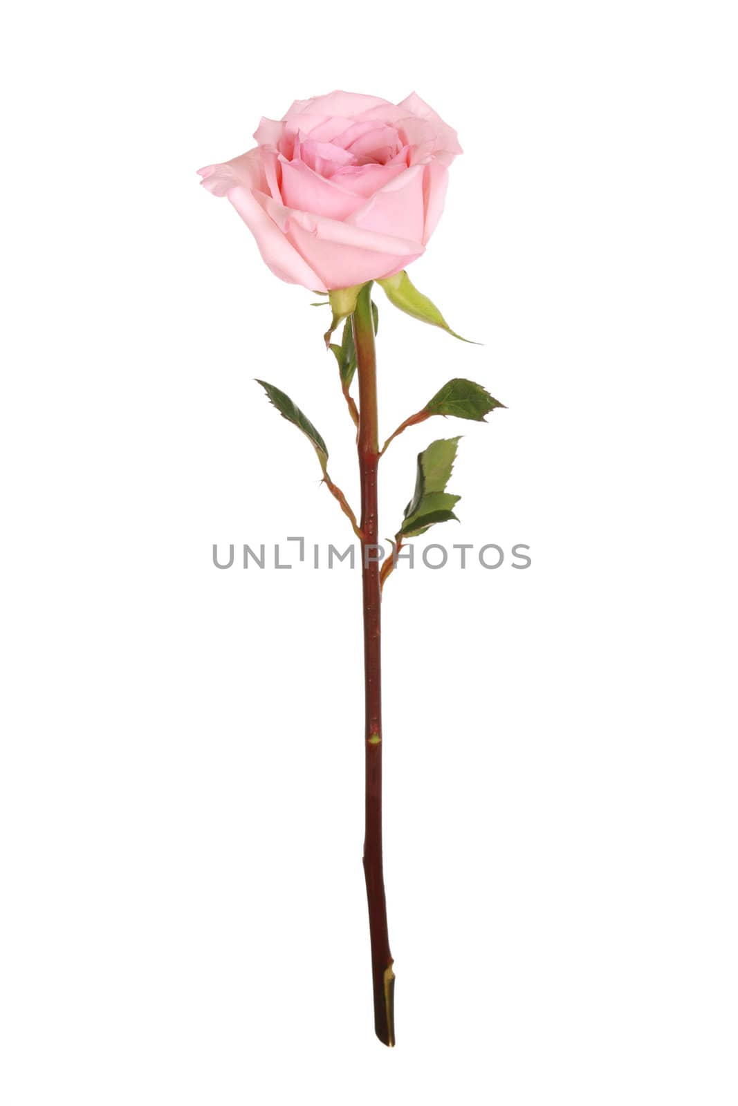 Single pink rose on white by jarenwicklund