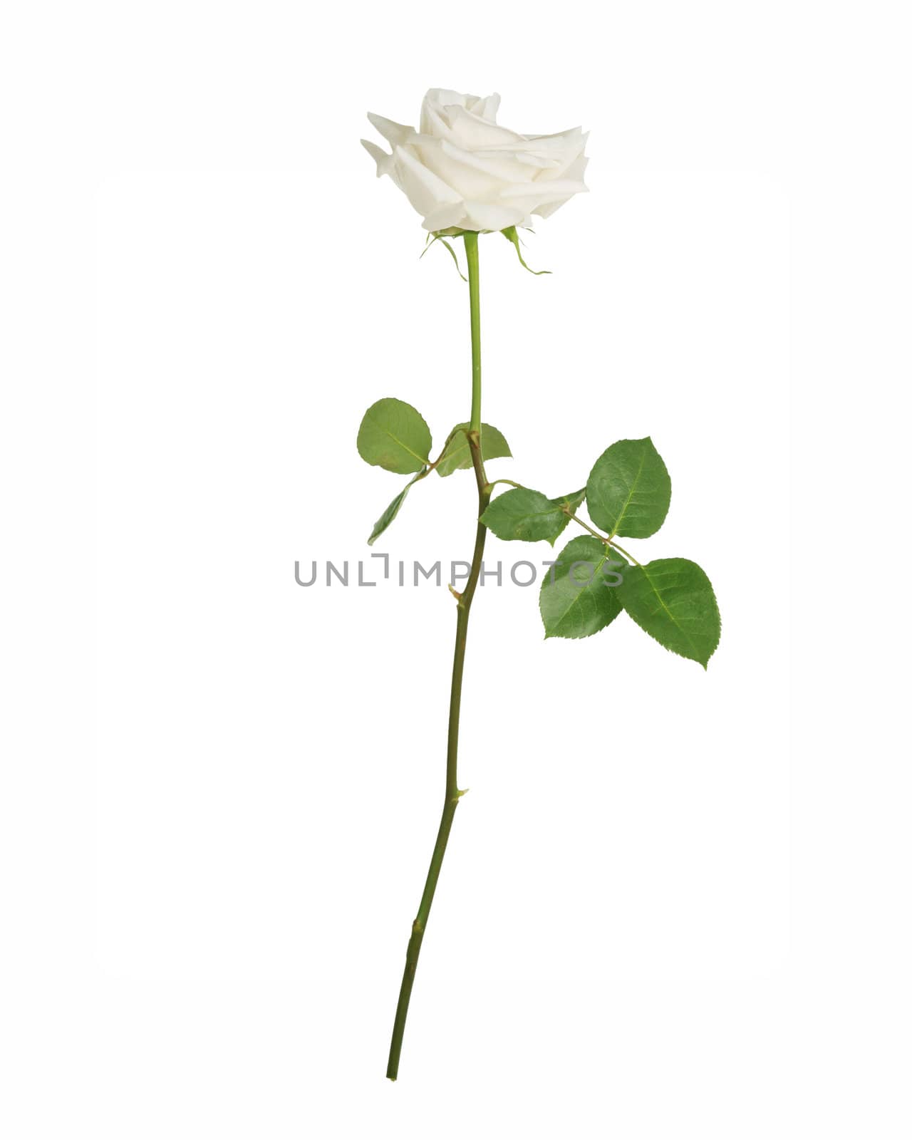 Single white rose, isolated on white