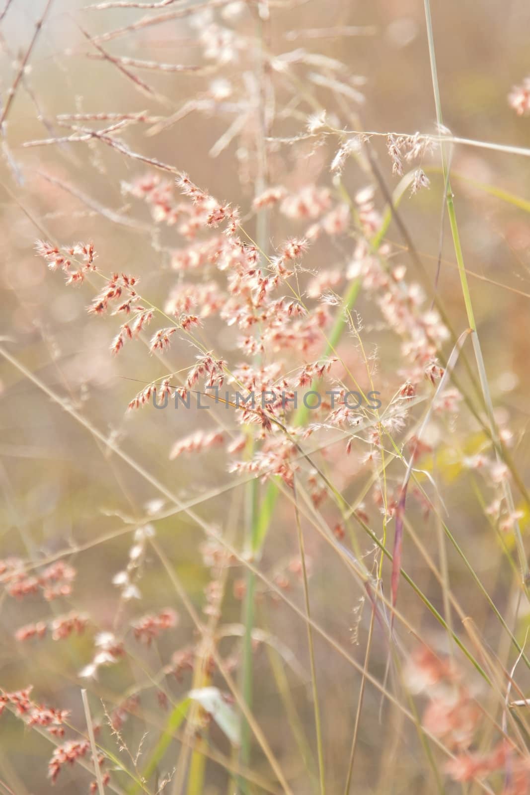 Grasses with pink flowers under sunset