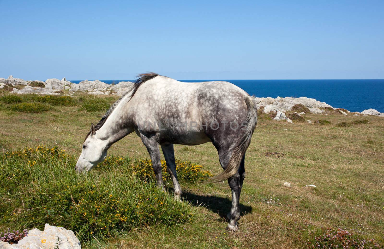 Horse grazing in the mountains of Nueva de Llanes in Spain