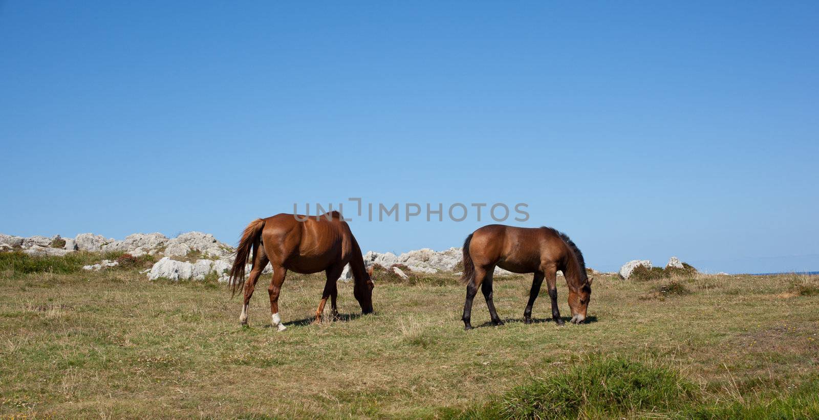Horse grazing in the mountains of Nueva de Llanes in Spain