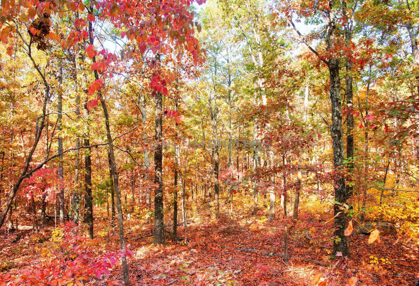 colors of autumn or fall in forest by clearviewstock
