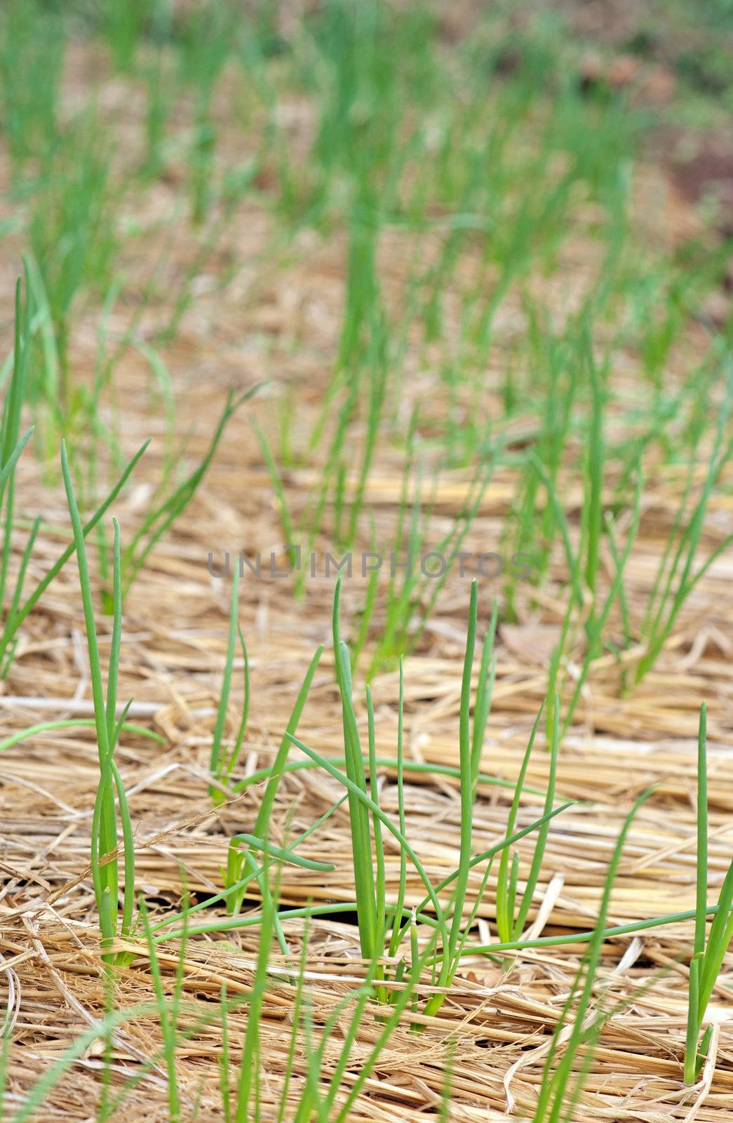 organic vegetables growing by clearviewstock