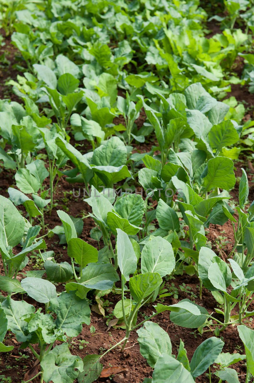 organic vegetables growing by clearviewstock