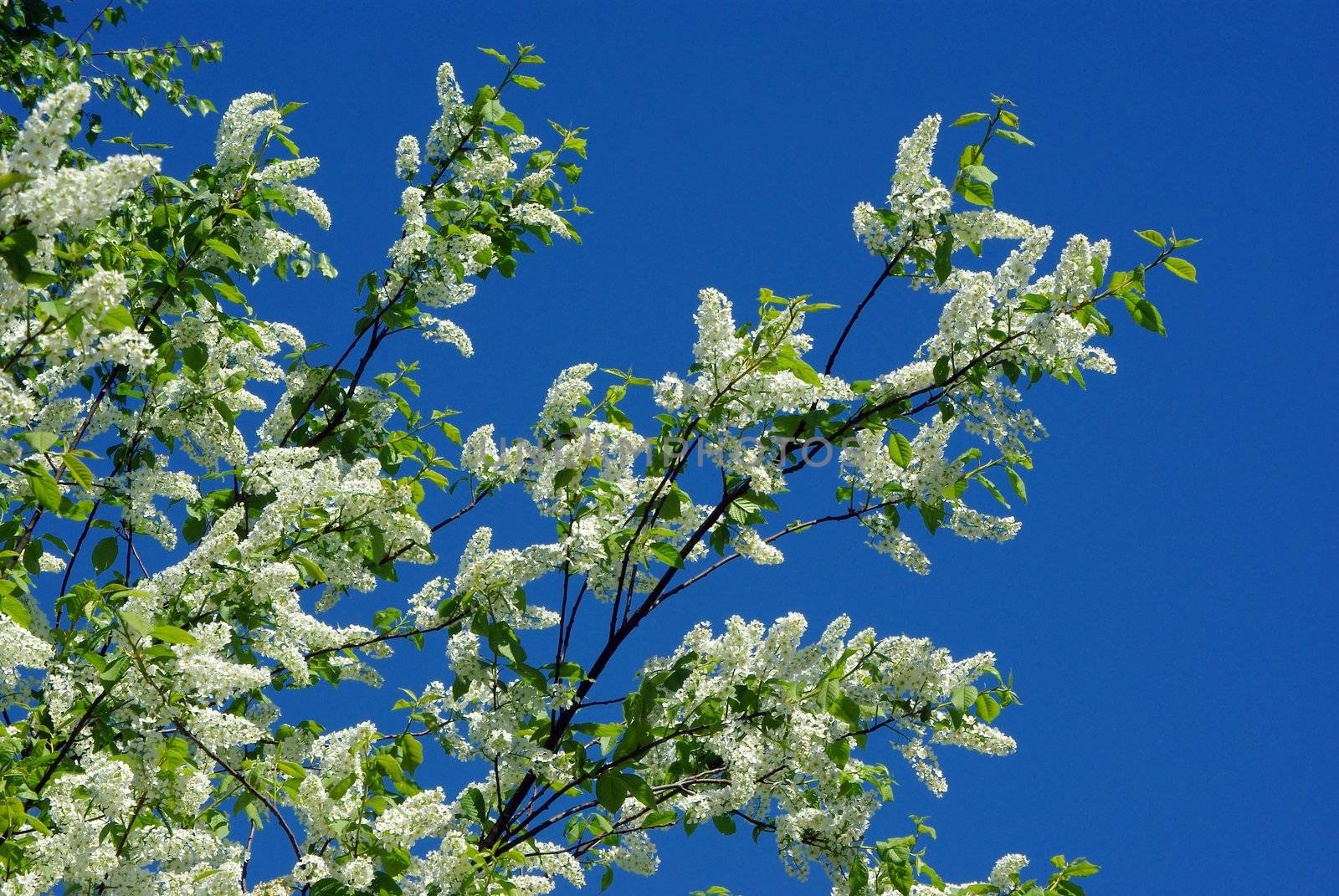 Bird-cherry blossom against blue sky by Vitamin