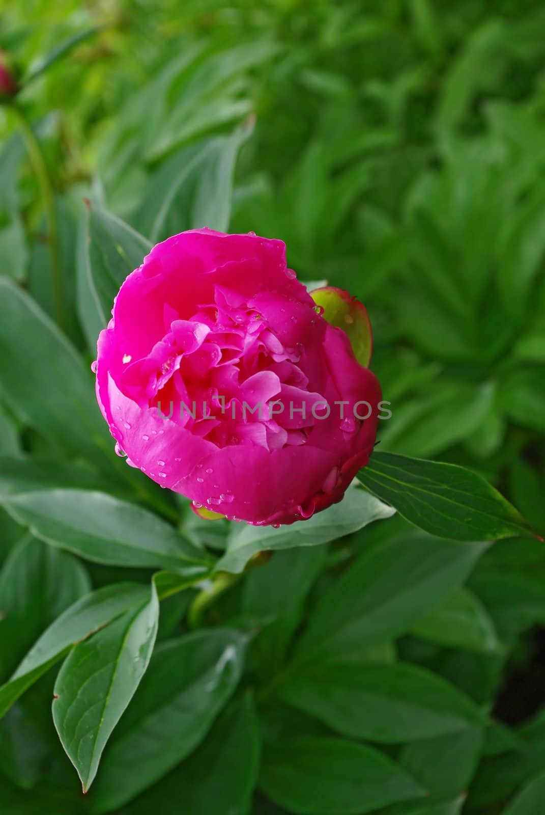 Peony blossom just beginning to open by Vitamin