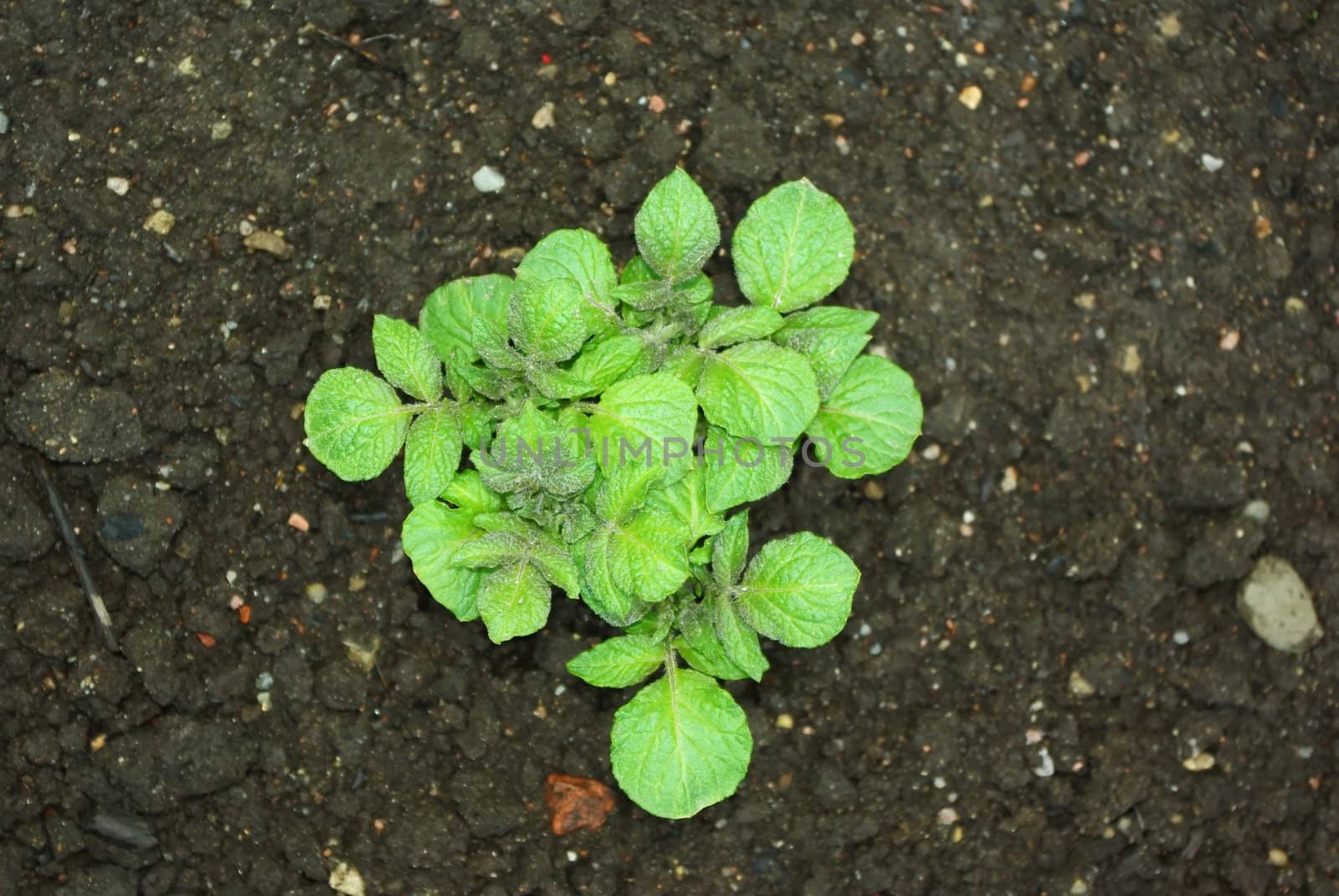 Young potato plant growing on the vegetable bed