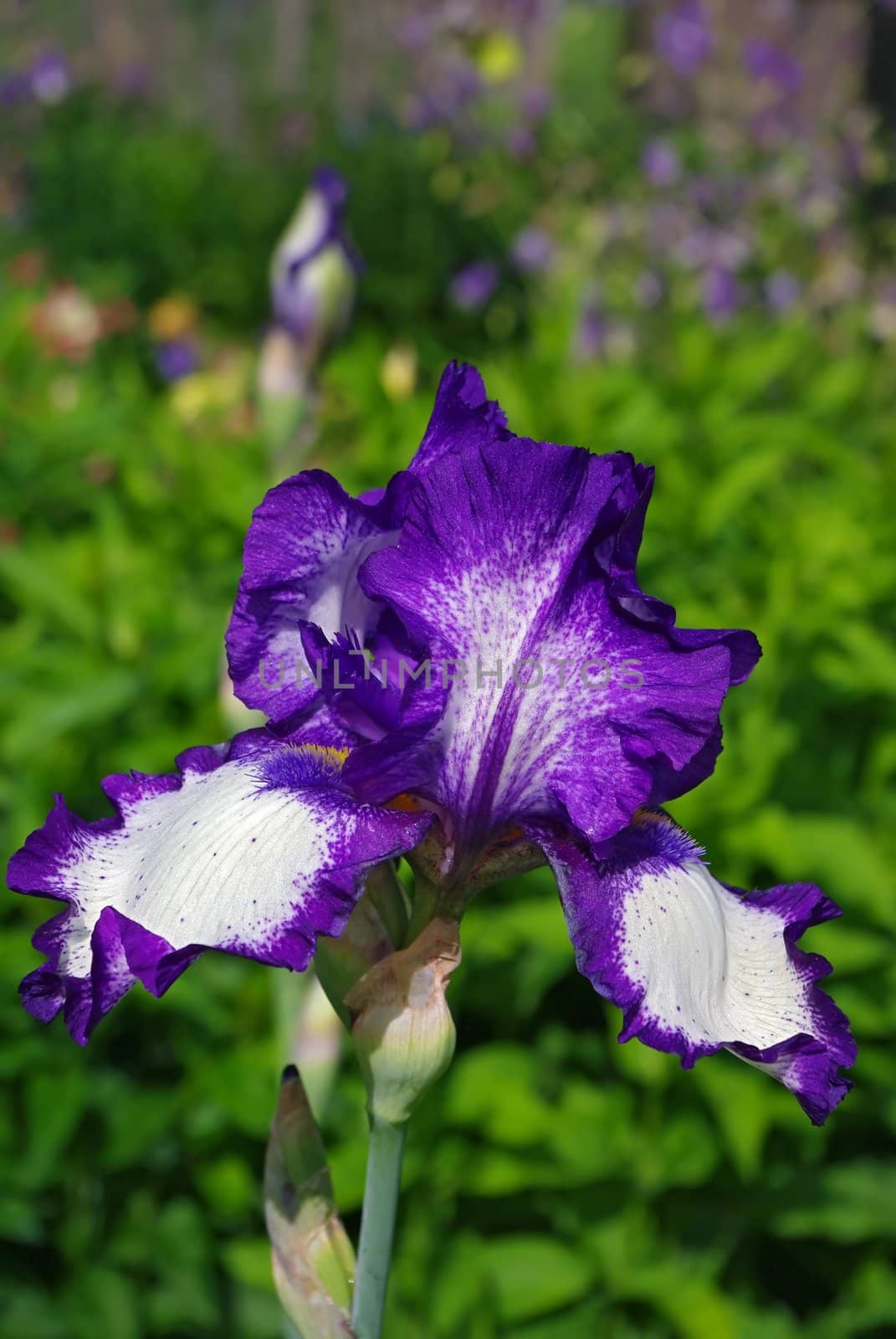 Purple Iris flower in bloom by Vitamin