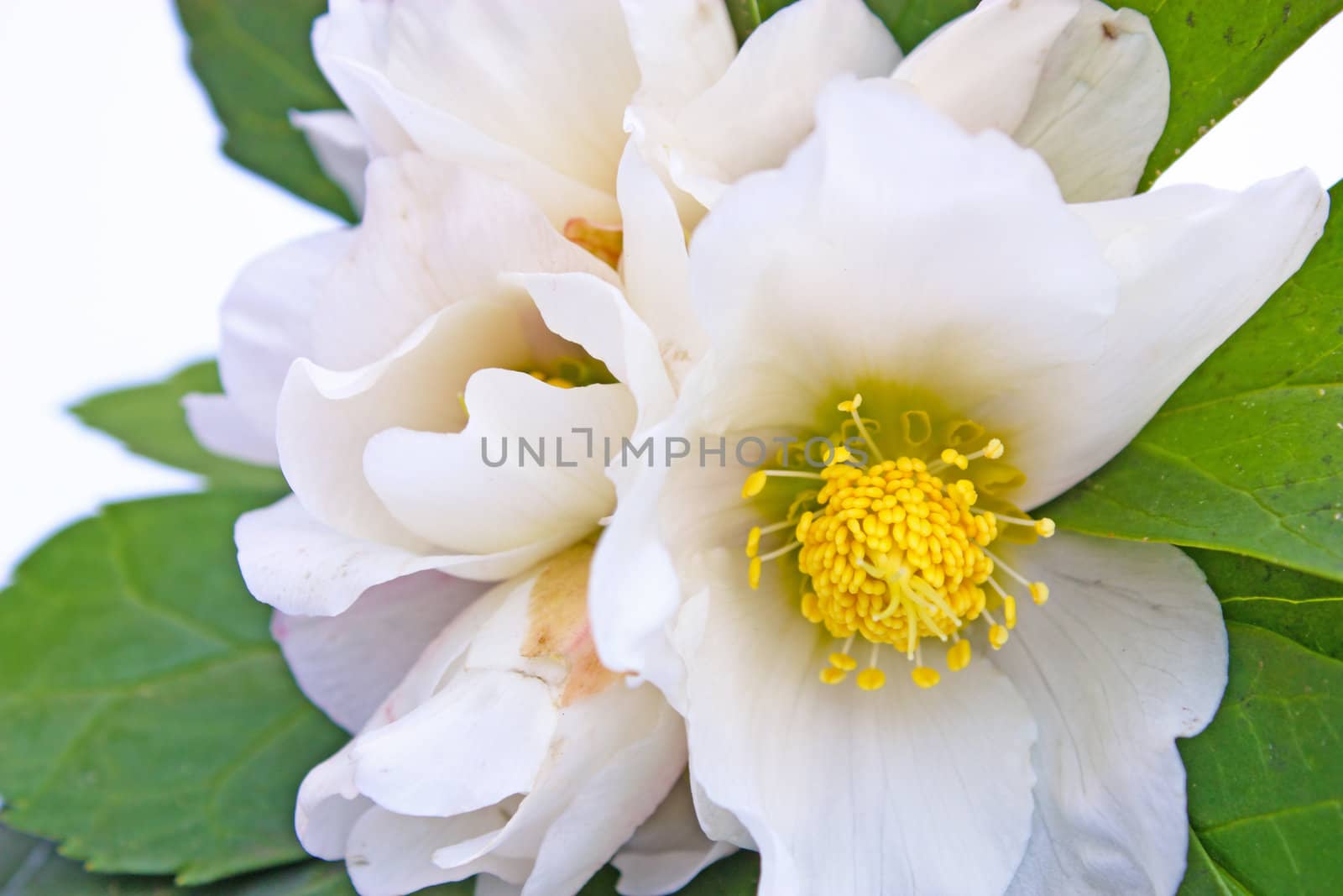 Hellebore white spring flower known as Christmas rose and Lenten rose