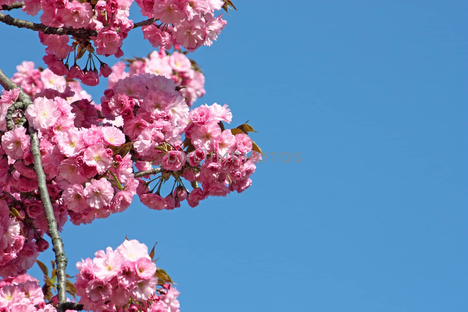 Almond tree in blossom, pink flowers and sky