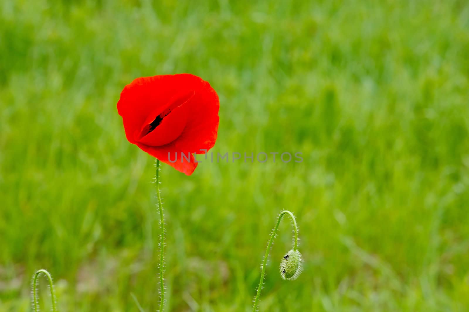 Poppy flower in front of meadow