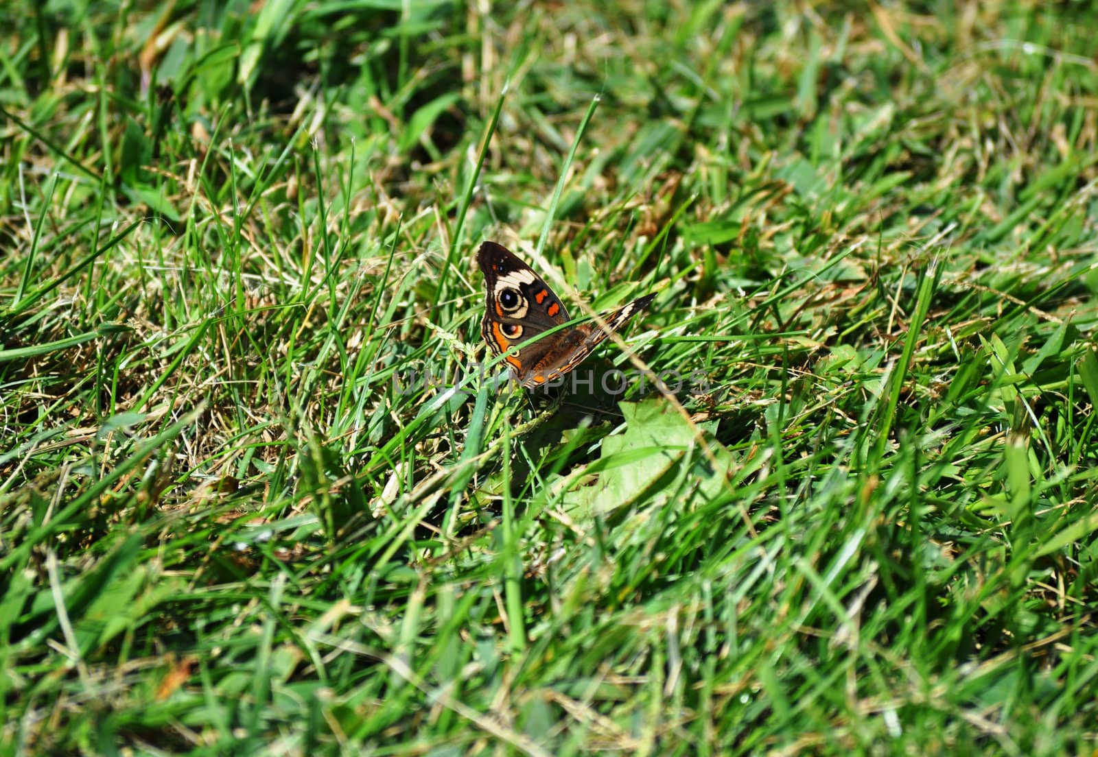 Butterfly on Grass Background