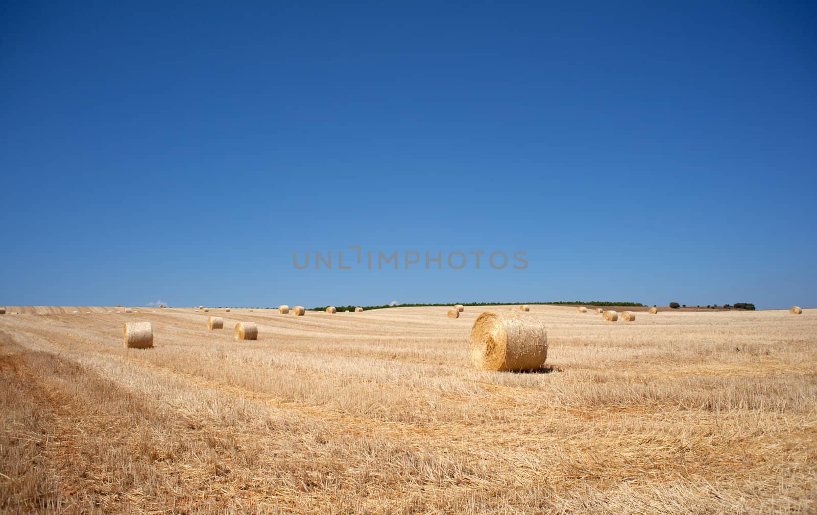 Ripe wheat ears