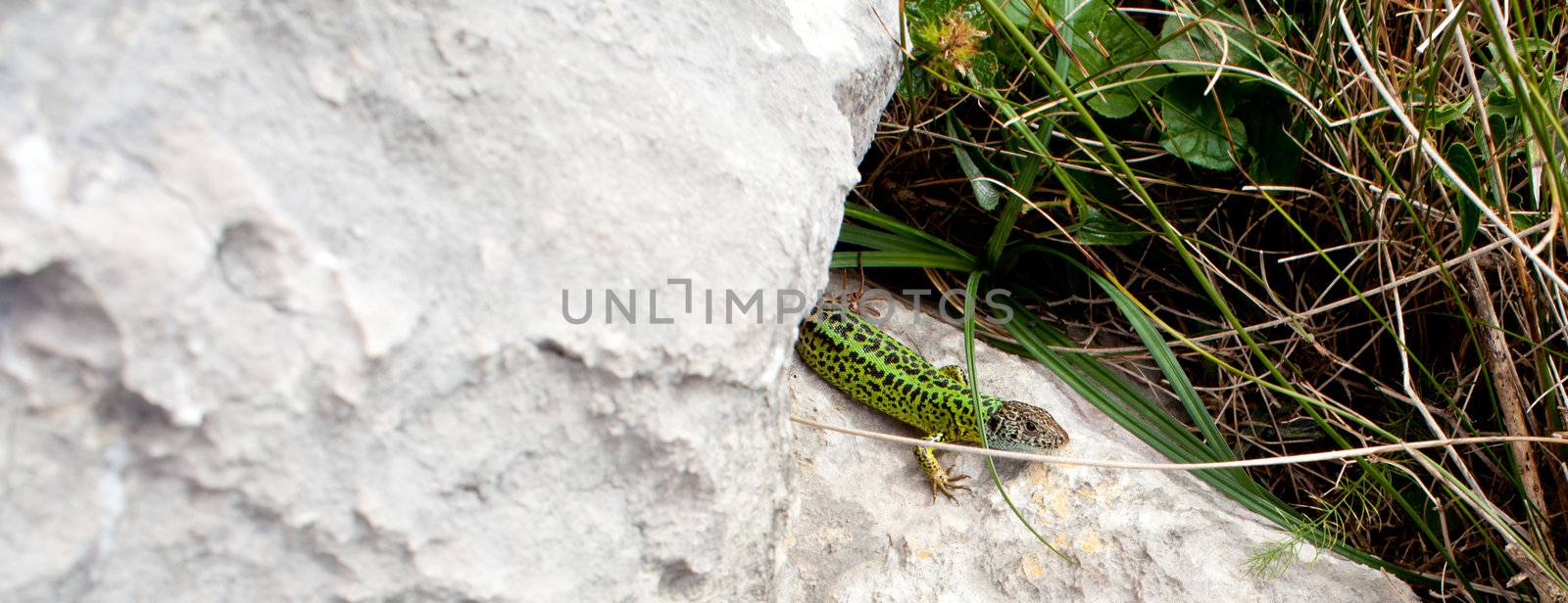 Green Lizard in the wildlife