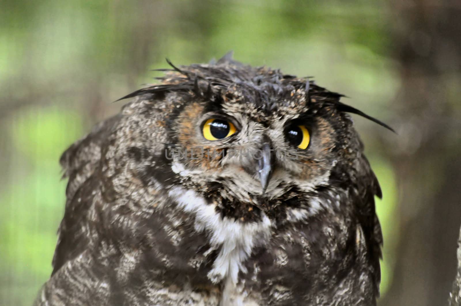 Owl eyes by RefocusPhoto