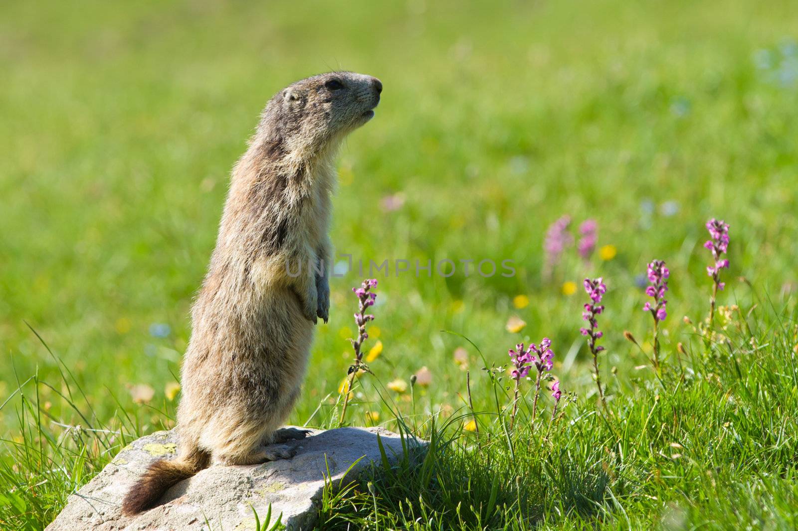 marmot in the alps by chrisroll