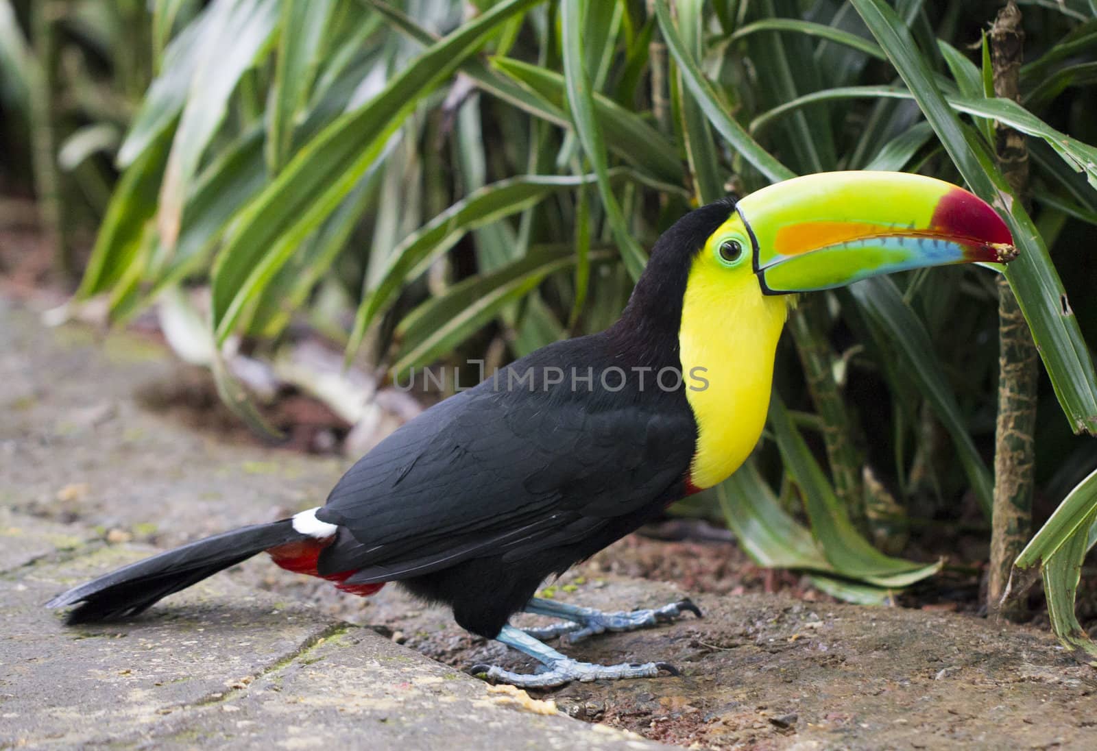 large Keel Billed Toucan on ground near tall green vegetation by mrightmer