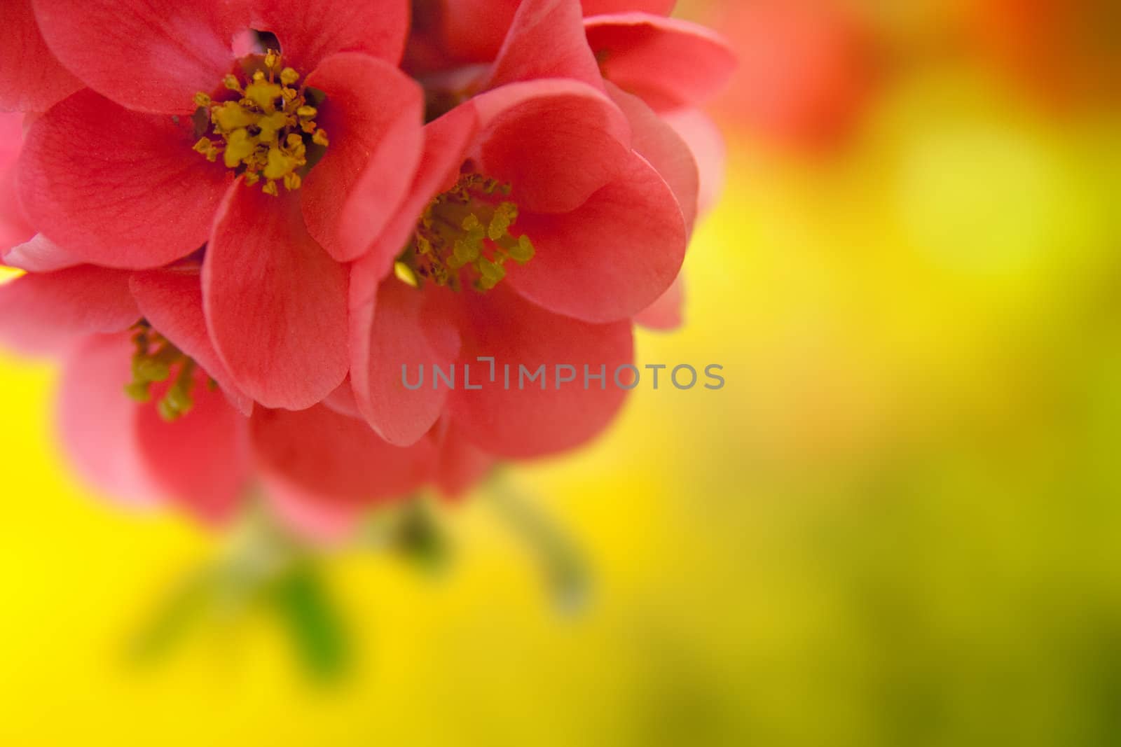 Japenese flowering crabapple by chrisroll