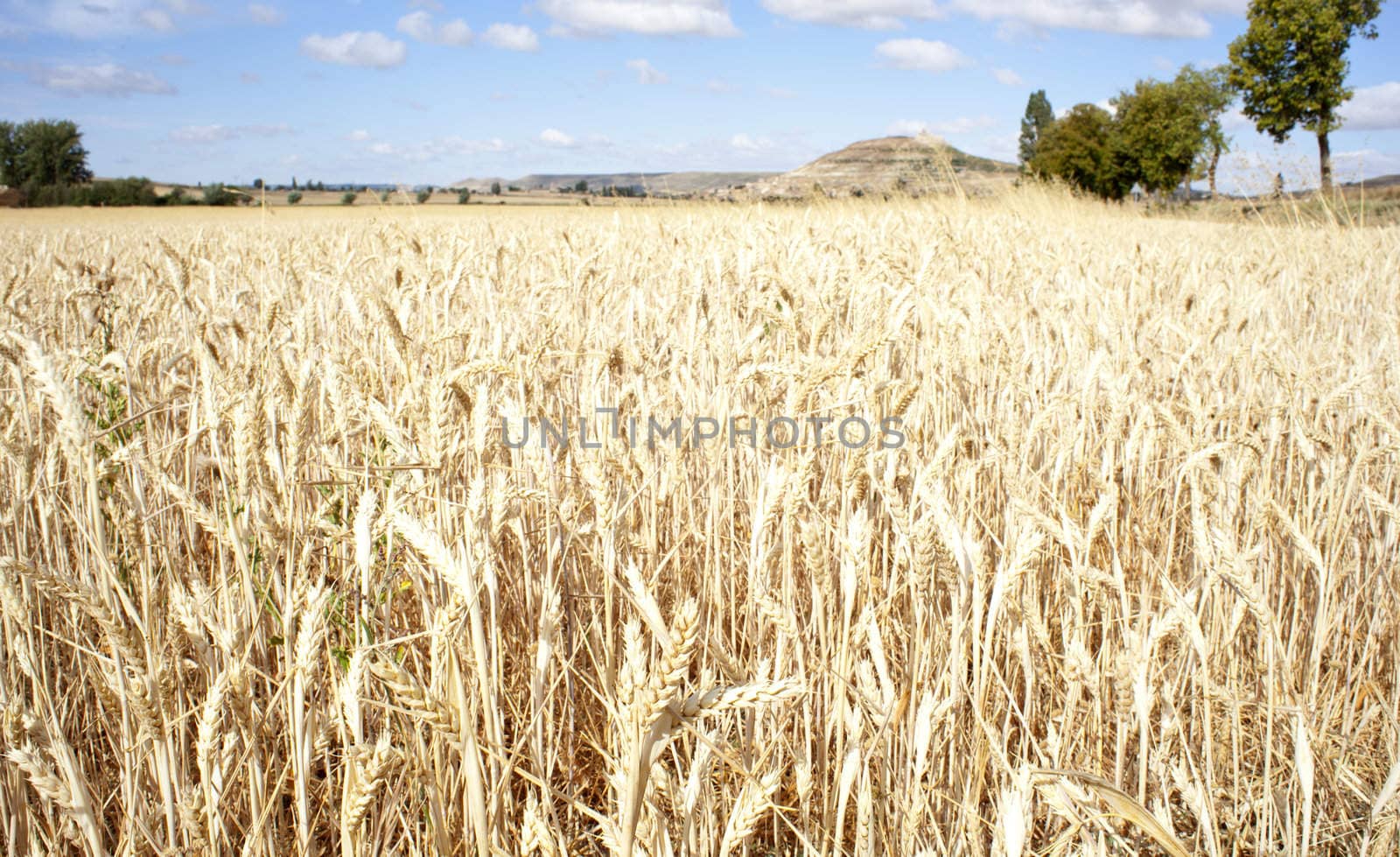 Ears of corn in a field - Spain