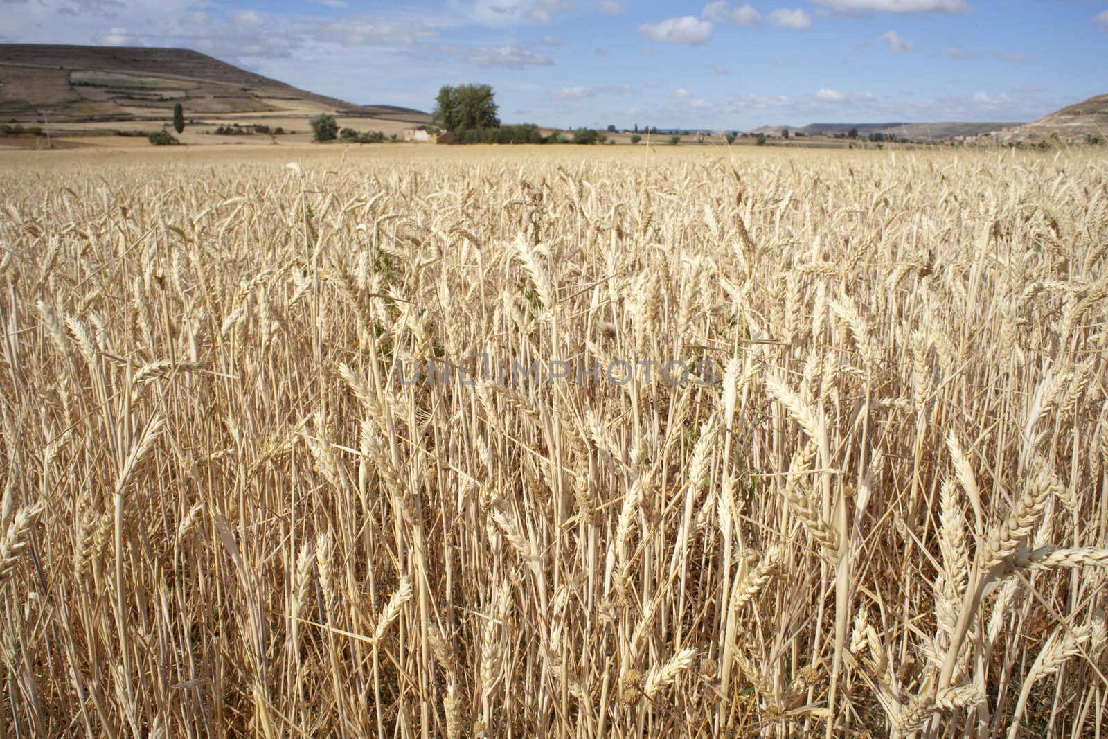 Ears of corn in a field - Spain
