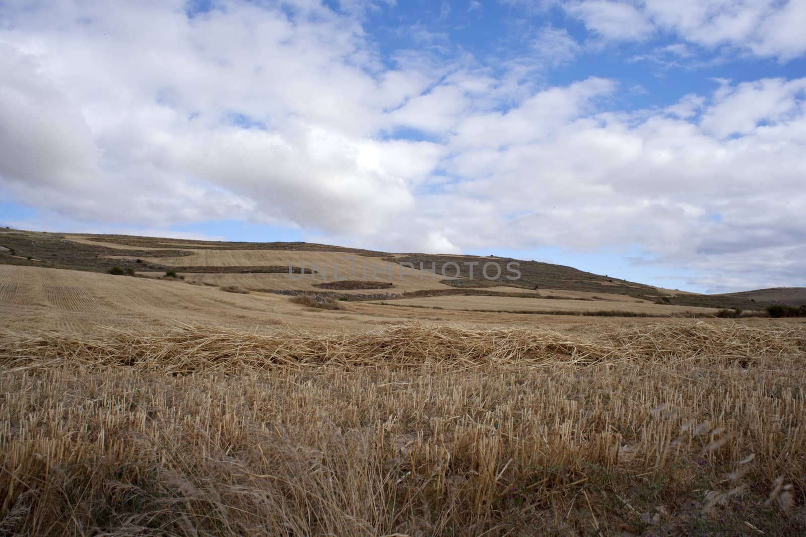 Ears of corn in a field - Spain