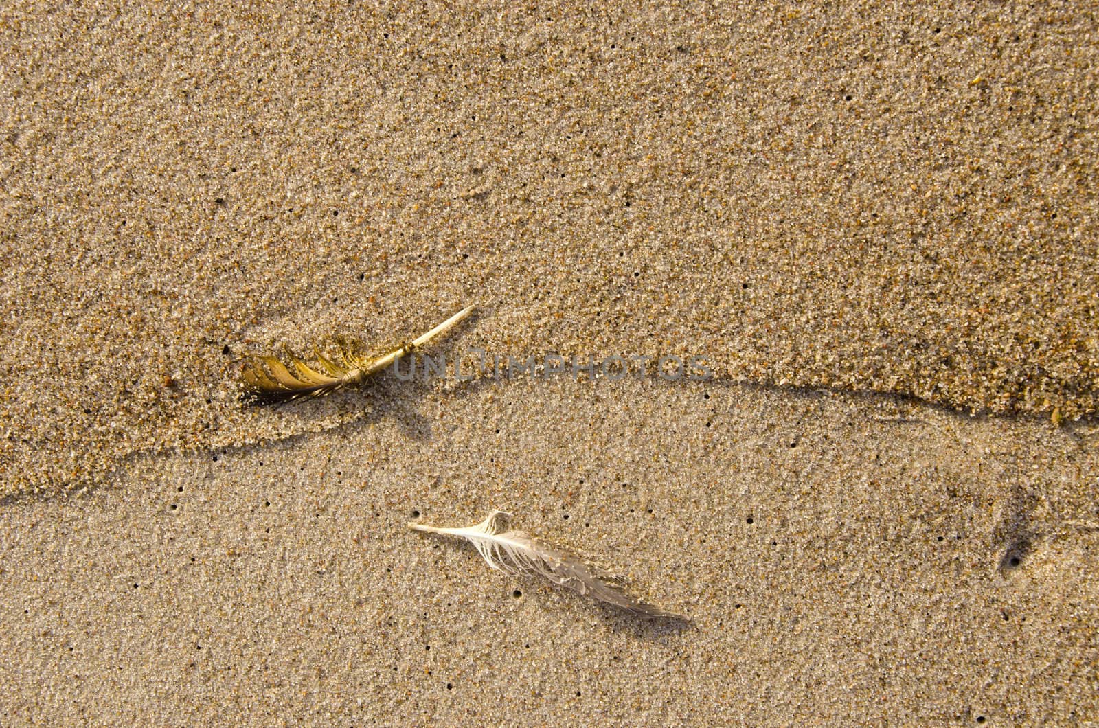 Few mangy bird feathers in sea sand. Natural seashore background.